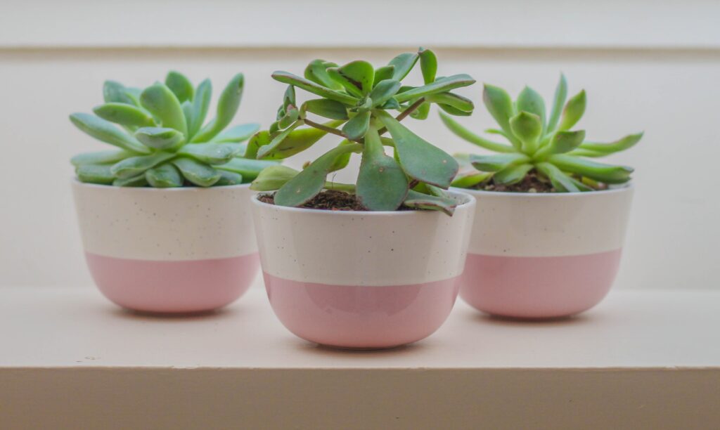 Three succulent plants in pots. 
