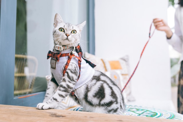 traveling with cats - buying a harness