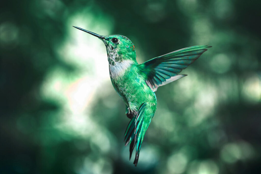 green hummingbird