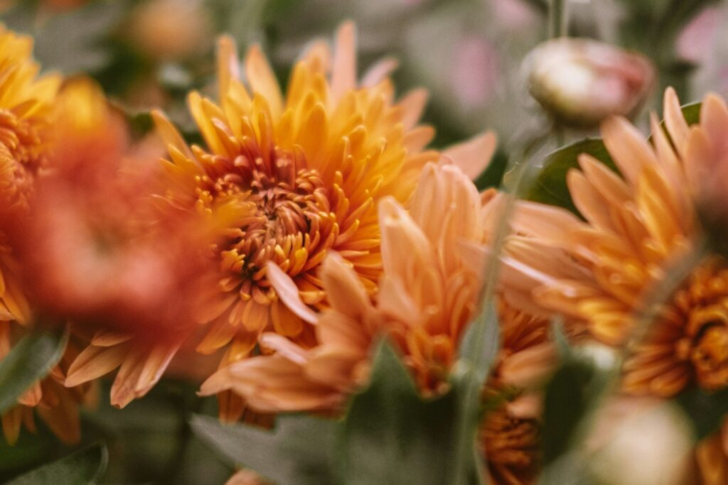 orange chrysanthemums