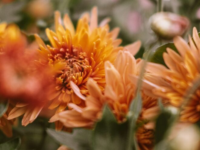 orange chrysanthemums