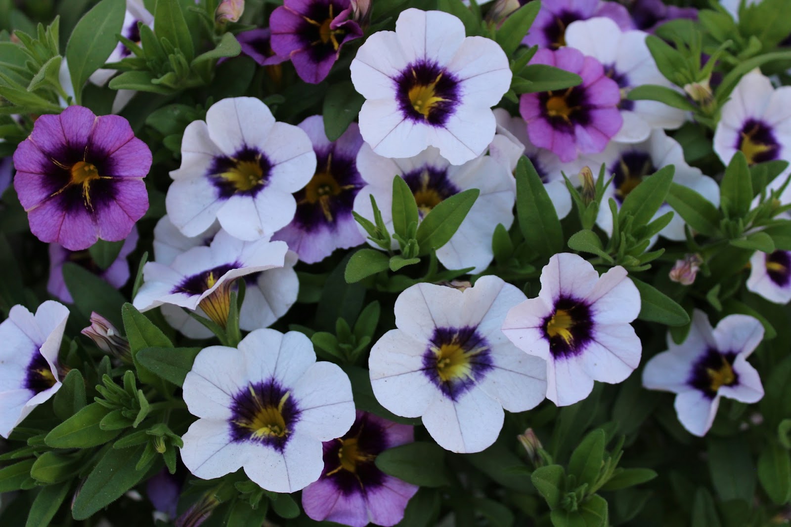 purple and white calibrachoa