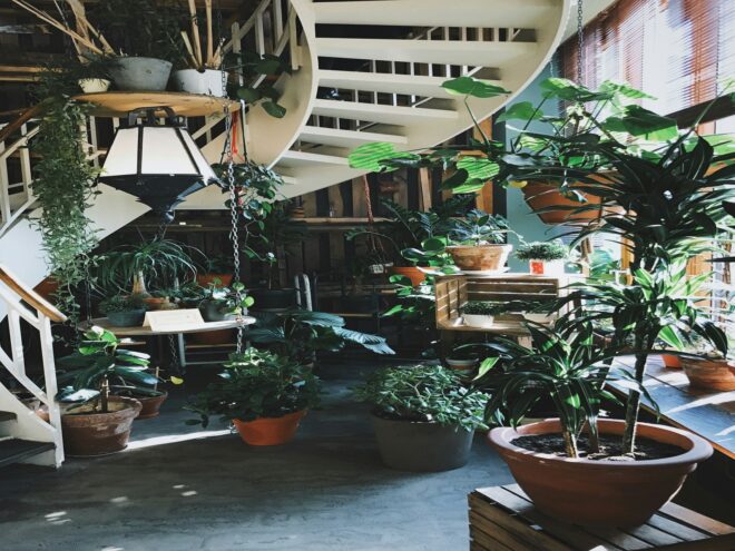 Several indoor winter plants arranged in a room.