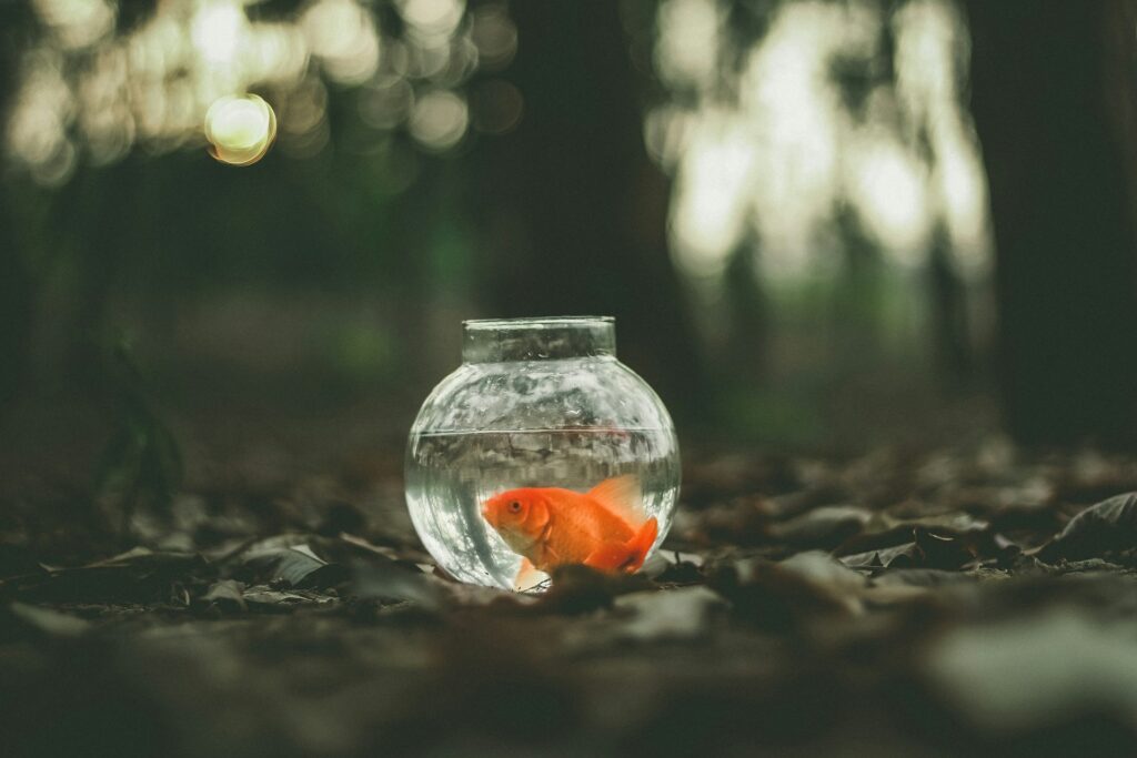 A goldfish in a fish bowl on the ground.