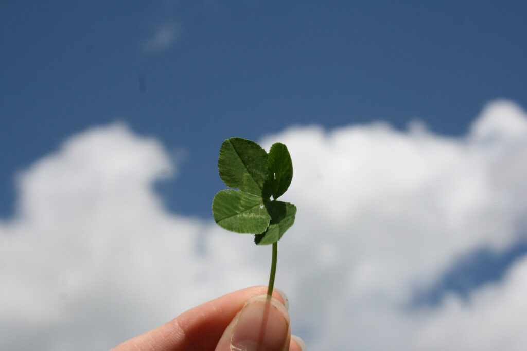 A person holding a four leaf clover.