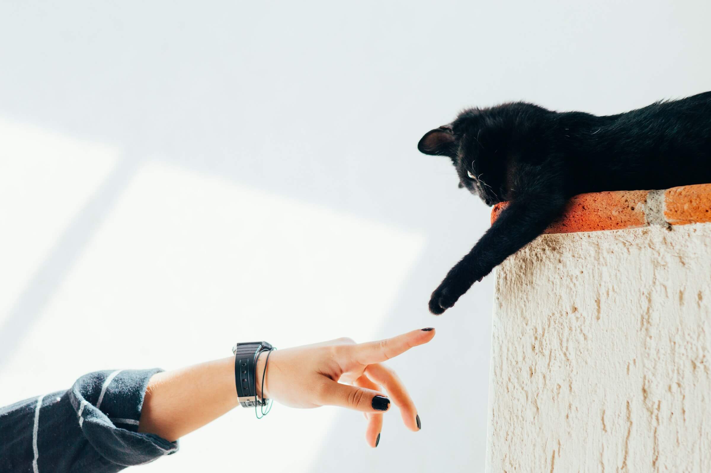 The connection between animals in dreams and what we interpret it as is significant.