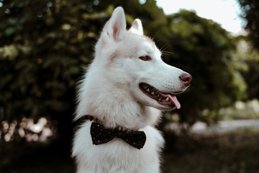 A husky wearing a bowtie. 