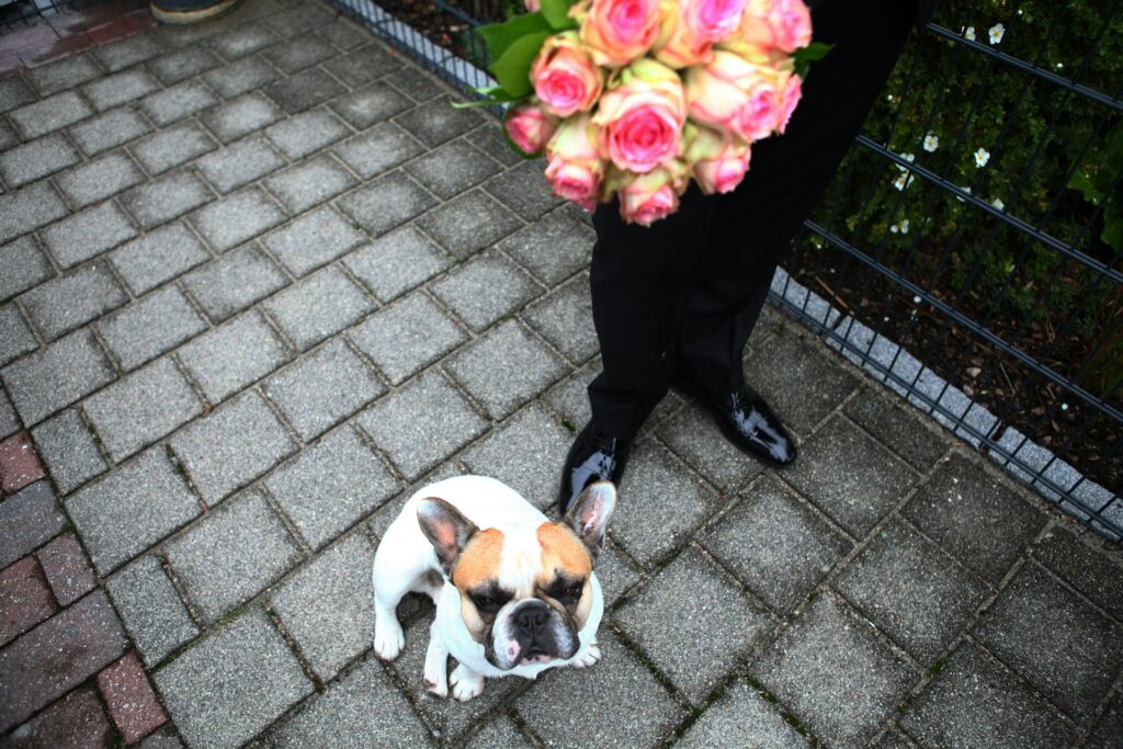 A french bulldog sits next to a man in a suit. 
